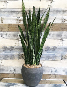 Sansevieria Trifasciata Zeylanica Plant World London