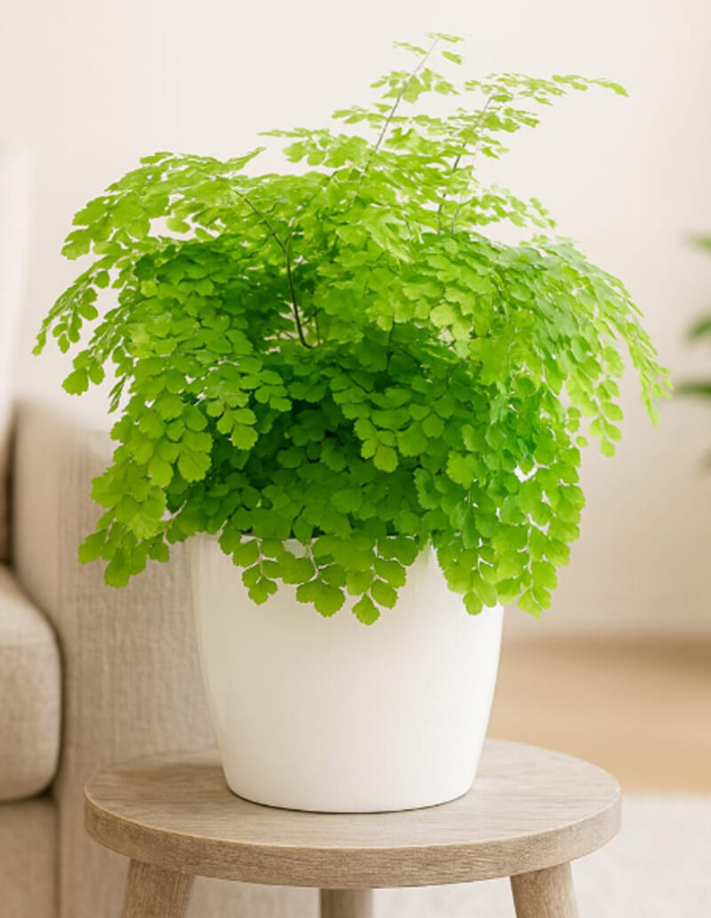 Adiantum-Raddianum-MAIDENHAIR-FERN