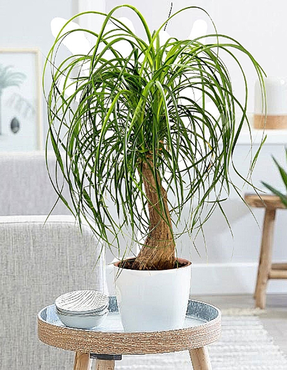Beaucarnea Recurvata Plant World London