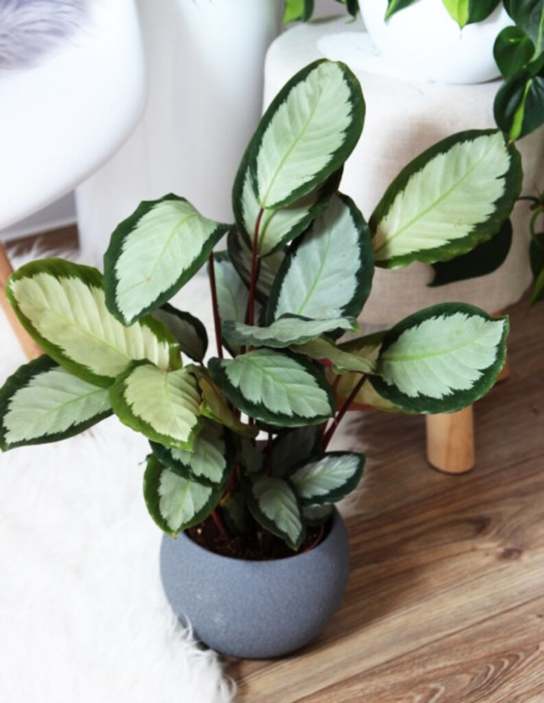 Calathea Picturata Argentea - Plant World London