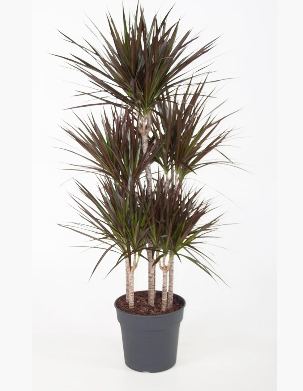 Dracaena Dragon Tree Dracaena En Terre De Jardin XFCWK