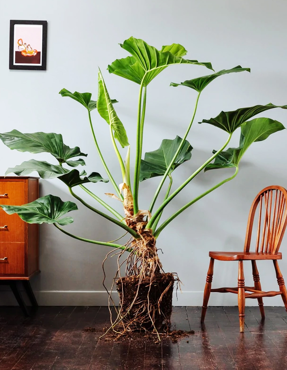 Philodendron Giganteum-GIANT PHILODENDRON