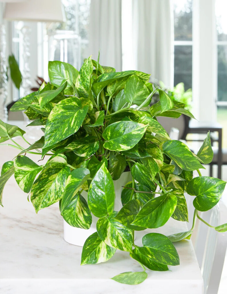 scindapsus-epipremnum-aureum-plant-world-london