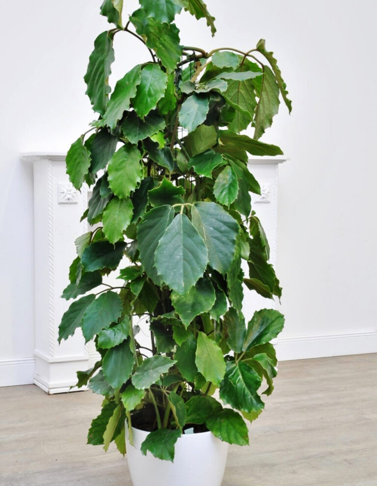 tetrastigma-voinierianum-plant-world-london