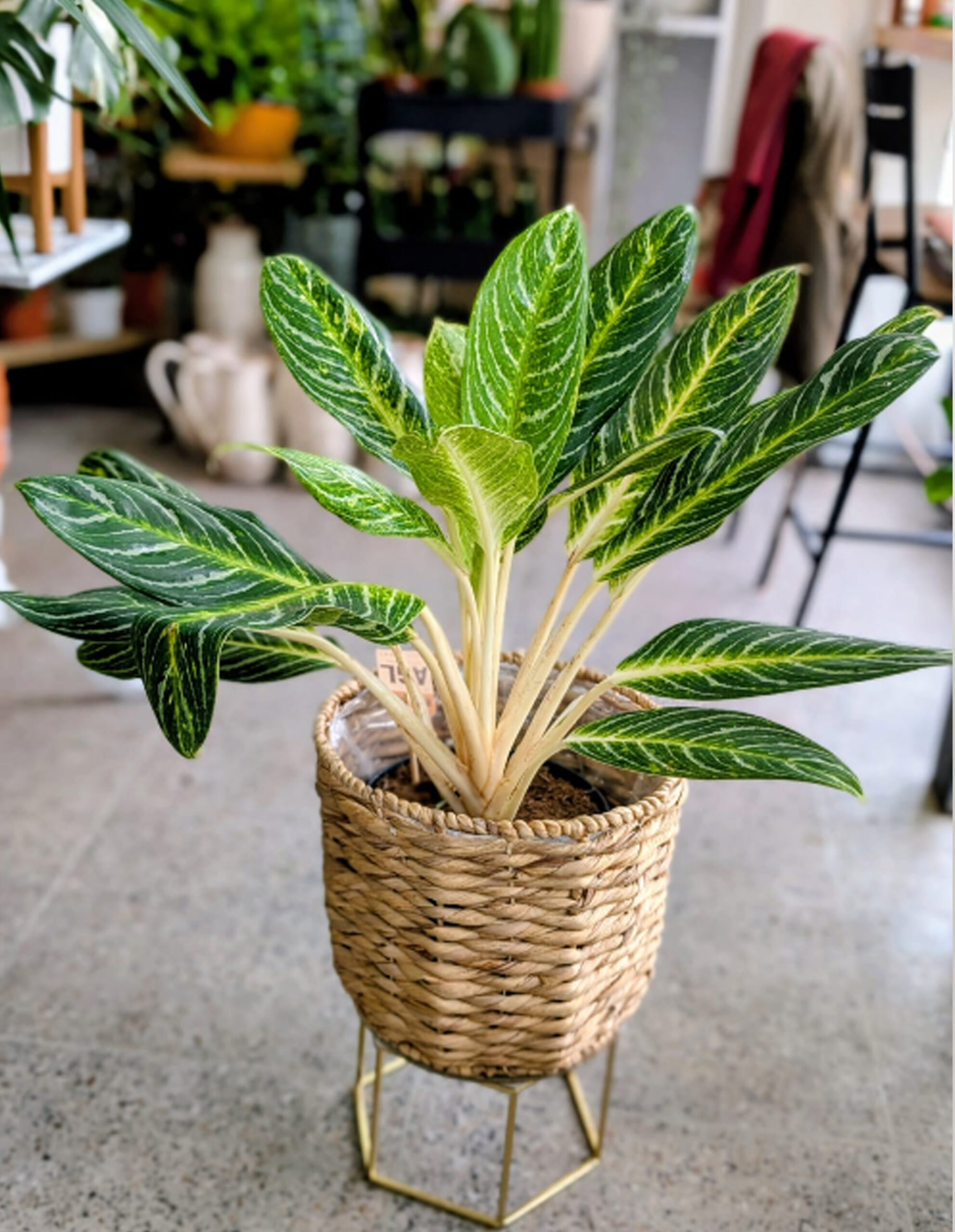 aglaonema