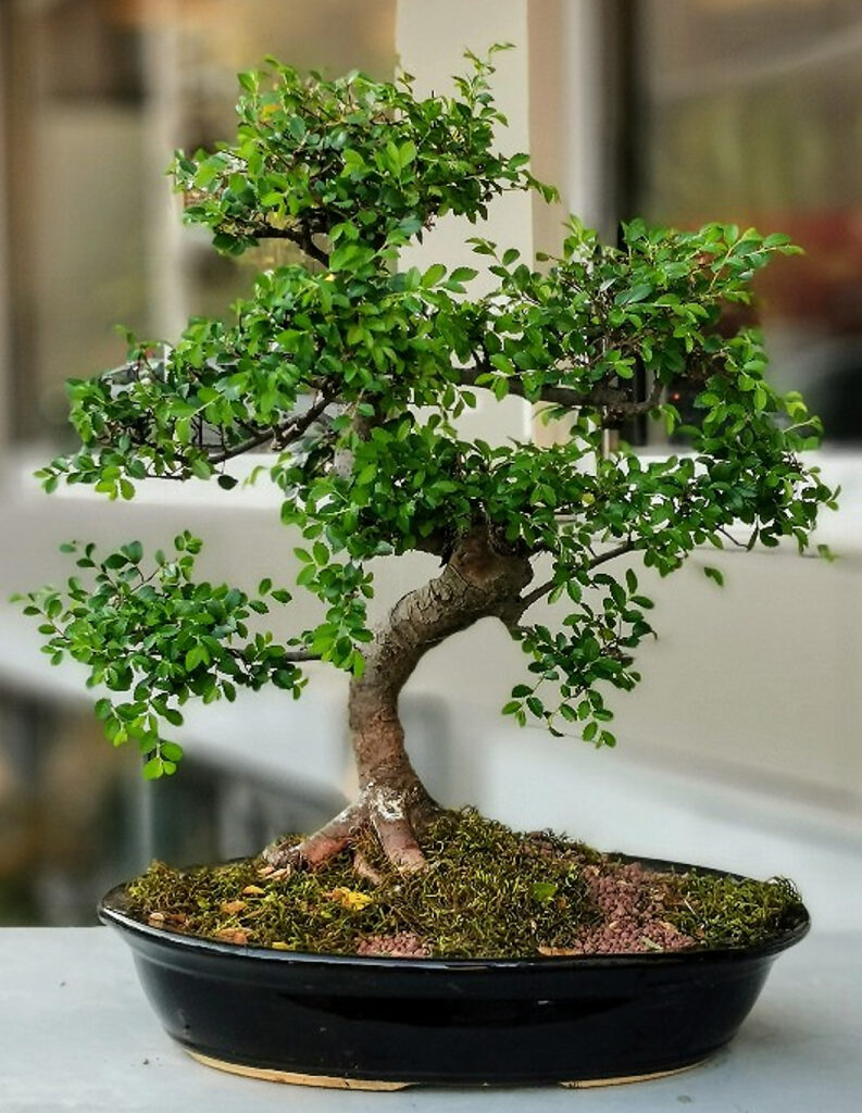 Bonsai - Plant World London