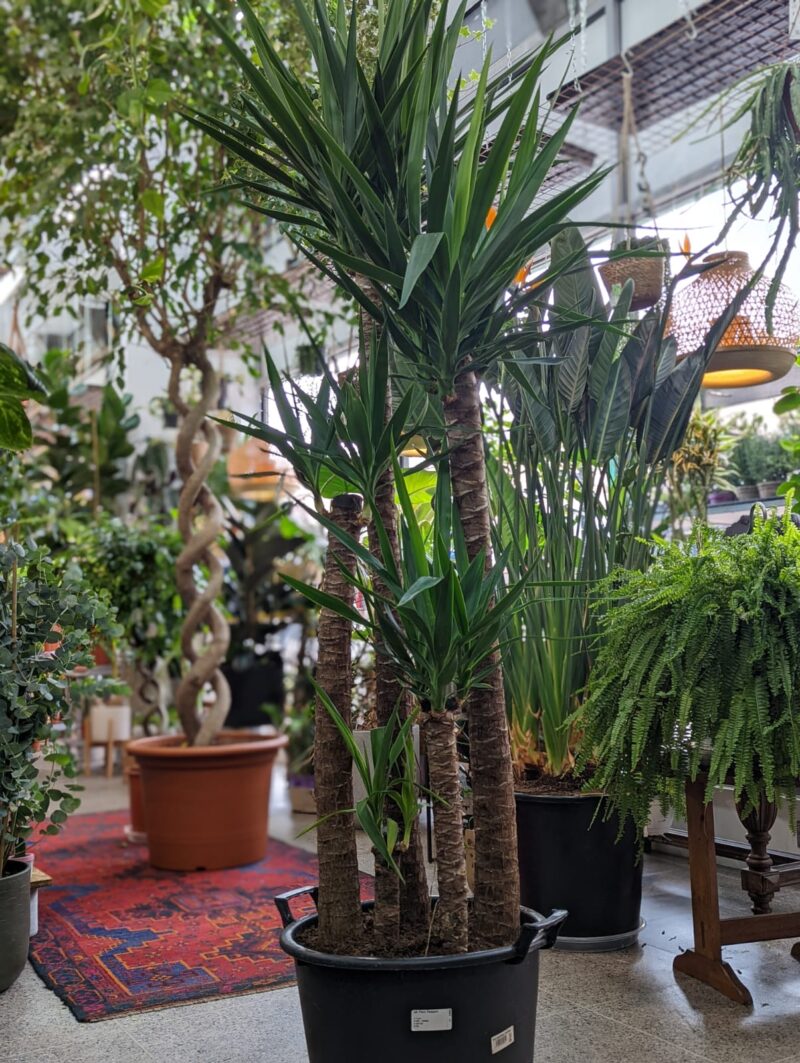 Yucca Elephantipes - Plant World London