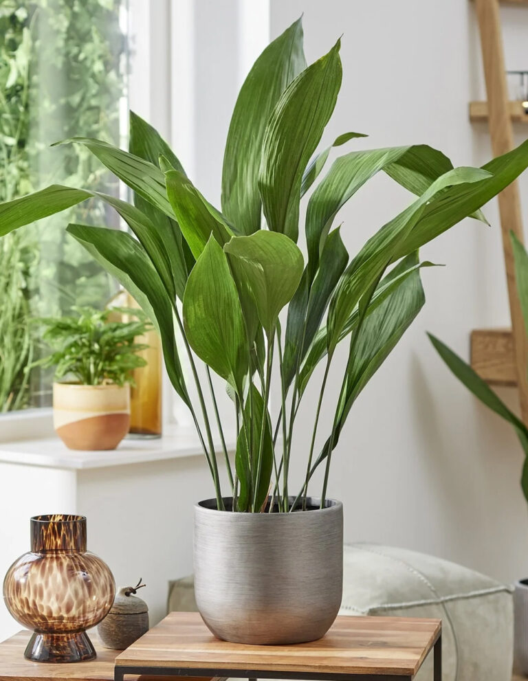 Aspidistra Elatior - Plant World London