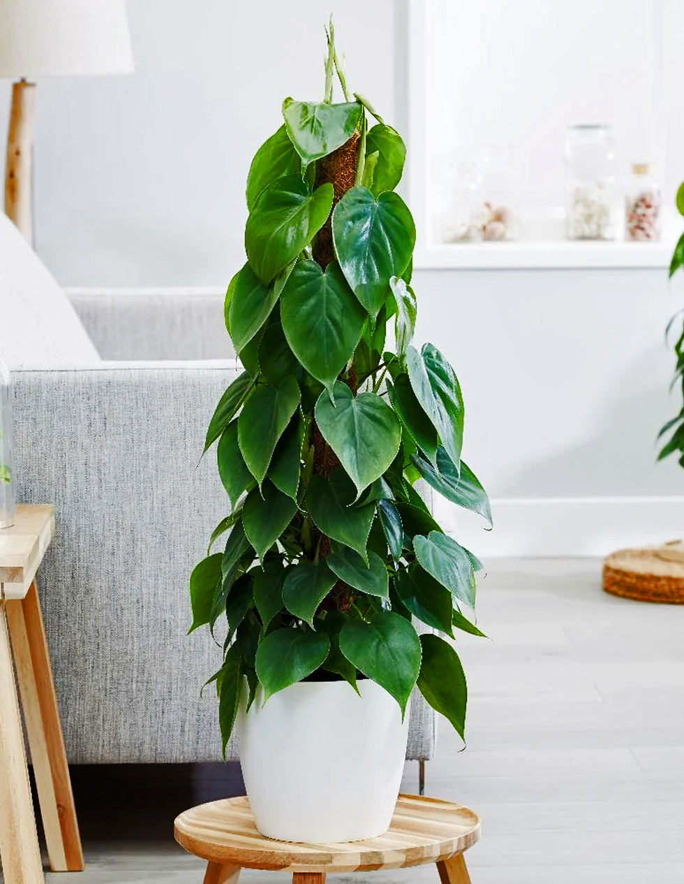 Philodendron Scandens Moss Pole