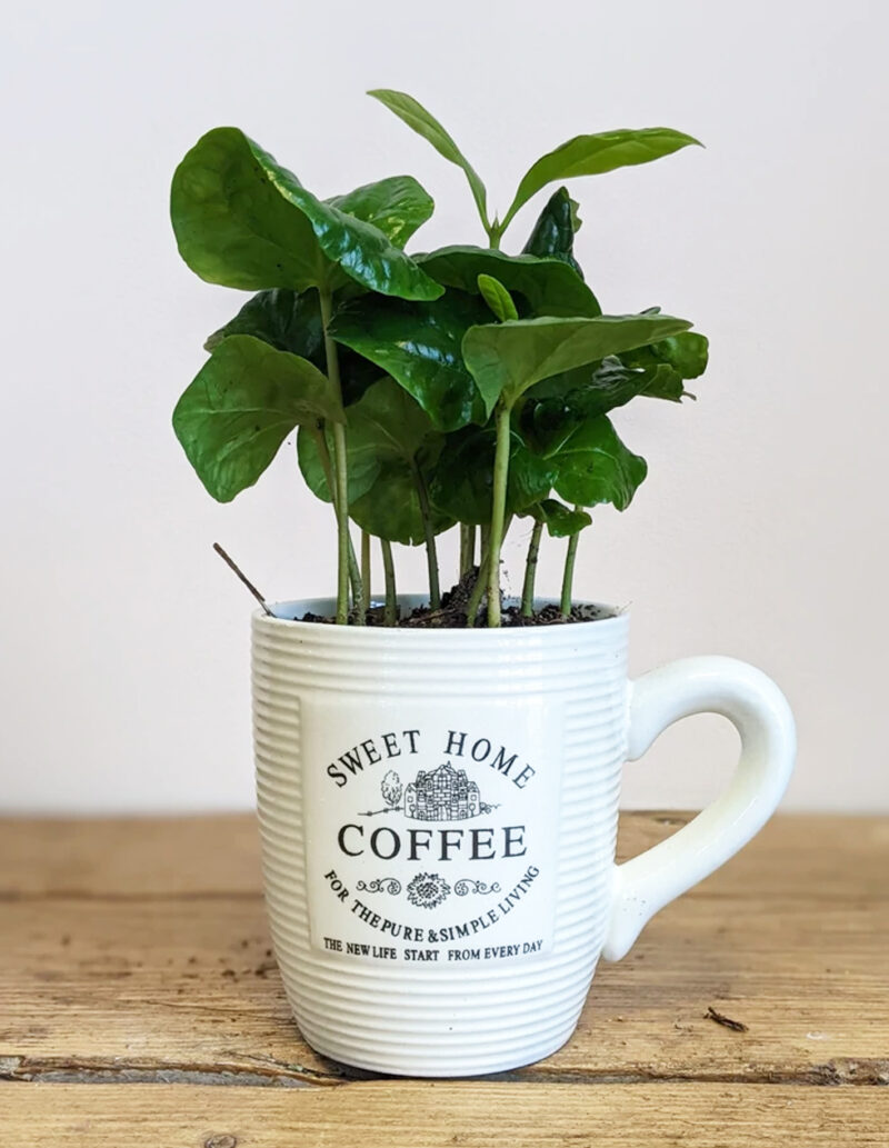 Coffea Arabica in Mug
