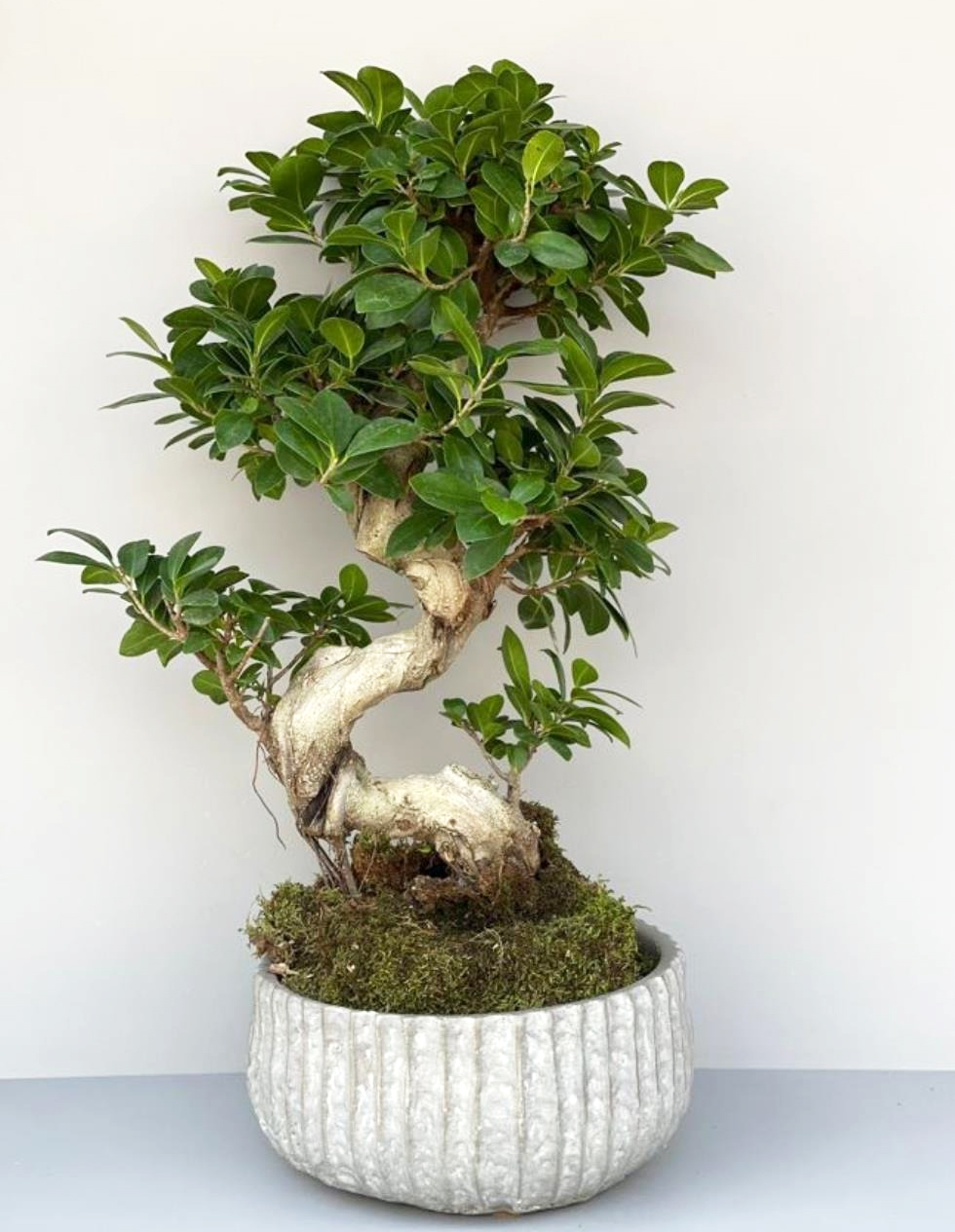 Bonsaïs de Botanicly – 2 × Bonsaï – Hauteur: 40 cm – Ficus Gin