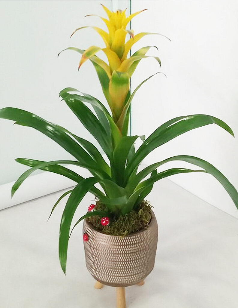 Guzmania Mix - Plant World London