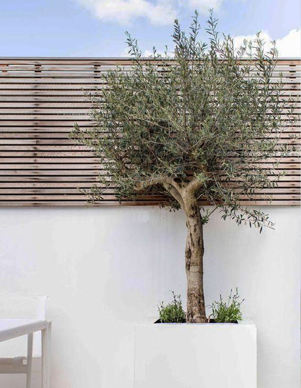 Olea Europaea olive tree
