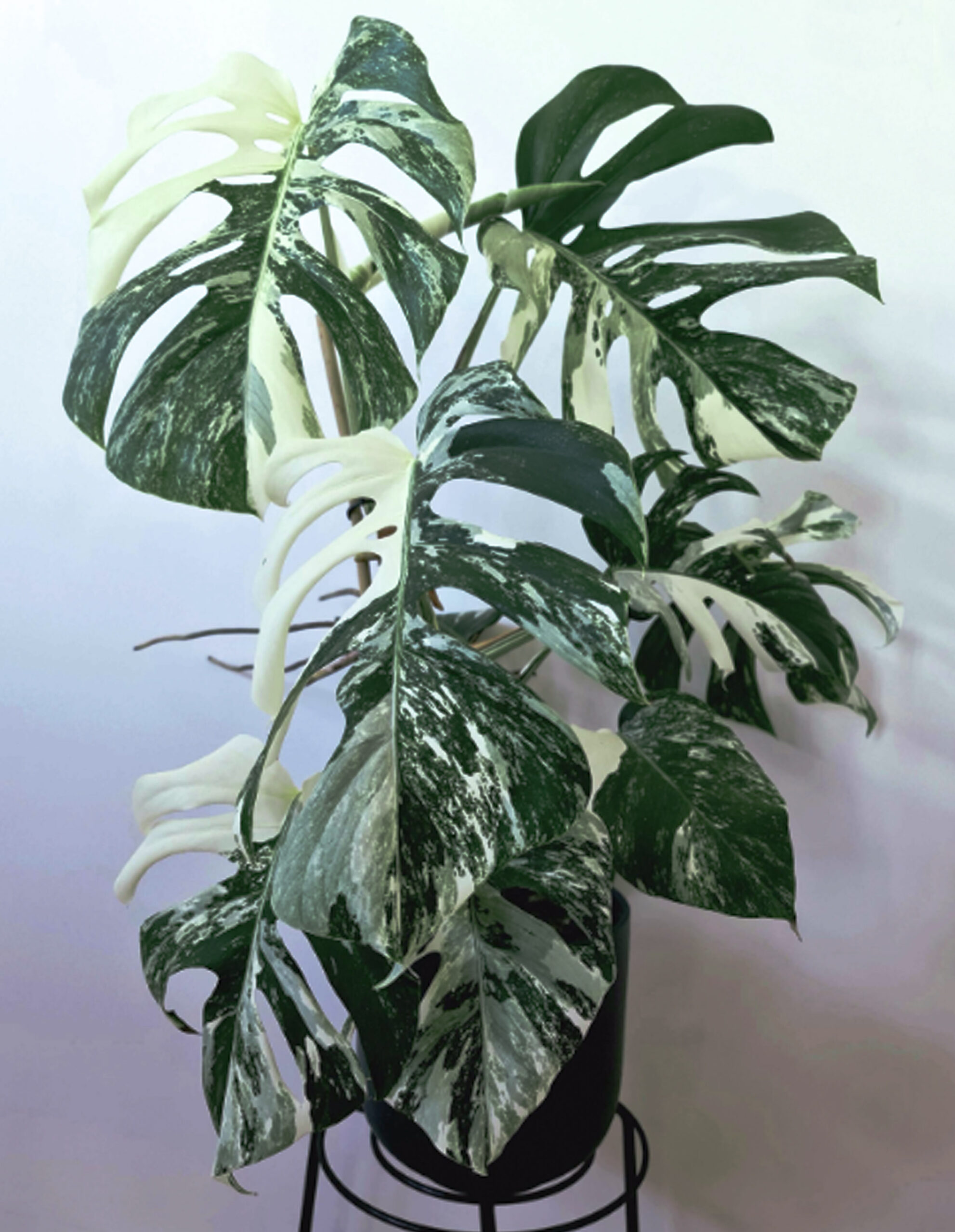 Monstera Deliciosa Variegata Plant World London