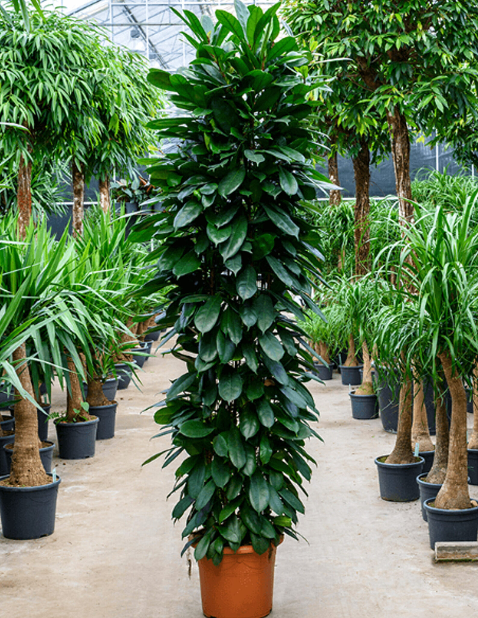 Ficus cyathistipula en Baq Polystone Plain main image 1
