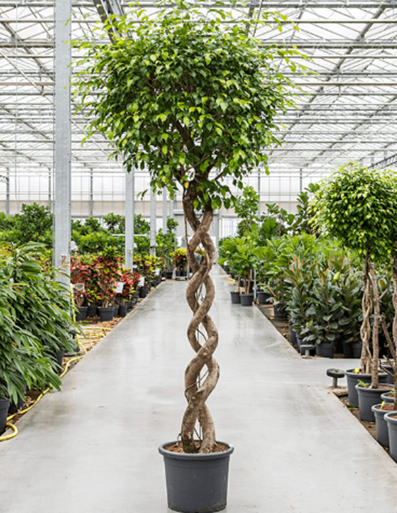 Ficus Benjamina Exotica Double Spiral
