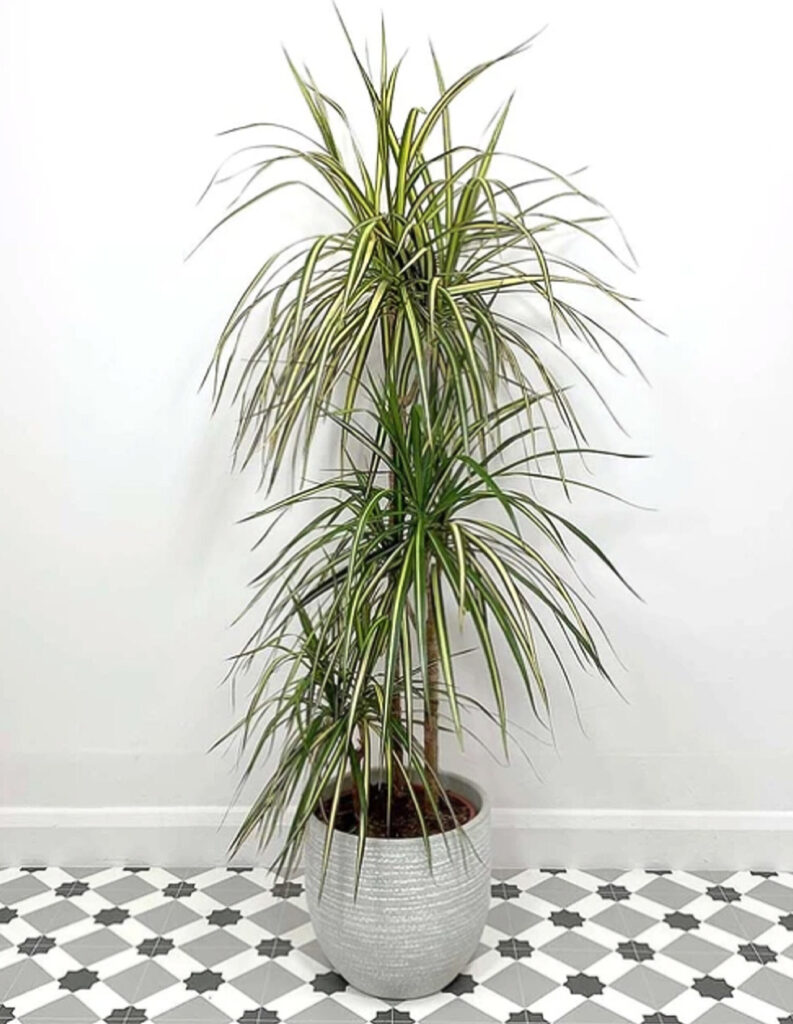 Dracaena Marginata Plant World London