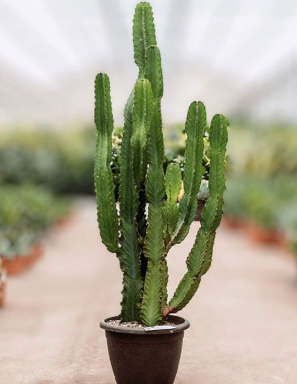 Euphorbia-Ingens.jpg